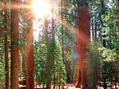 USA - Sequoia.jpg