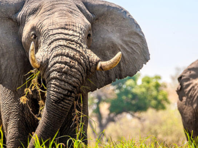 Botswana från Okavango till Kalahari