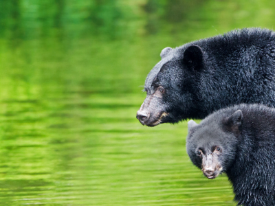 Bjørnesafari ved Tofino og Ucluelet