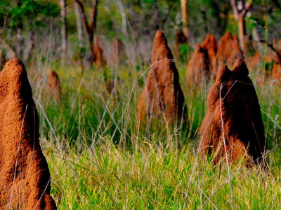 australien_-_northern_territory_-_litchfield_national_park_-_termitboer_2.jpg