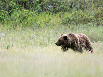 canada - brown bear - bredformat 3000x1200px