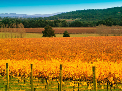 Australien - victoria - Yarra Valley - vin 3.jpg