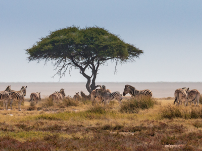 På roadtrip i det nordlige namibia