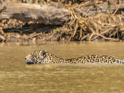 Brasilien: Imponerende vandfald, Pantanal og Amazonas