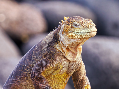 Ecuador: Galápagos djur och natur