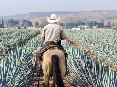 Det nordlige Mexico