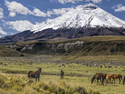 Ecuador: Galápagos Safari og vulkaner