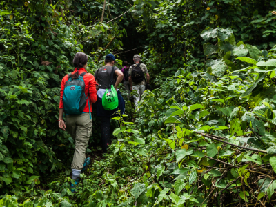 Gorilla trekking i Rwanda