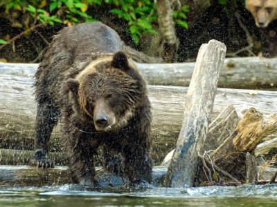 Kanada: Stillahavskusten och Vancouver Island