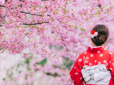 Upplev den magiska körsbärsblomningen i Japan