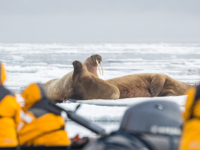 Svalbard: Arktis' dyr og natur