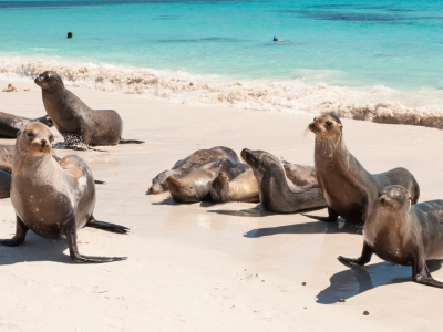 Peru och Galápagos: Naturens underverk