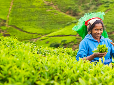 Sri Lanka: Te, kolonialt arv och gyllene stränder