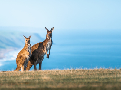 Roadtrip: Det bedste af Australien og New Zealand