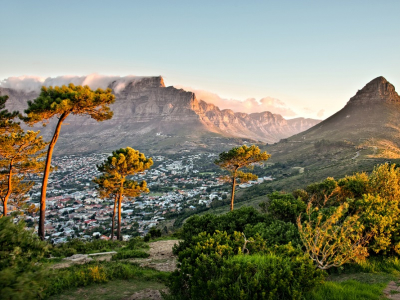 View from Signal Hill, Cape Town, showing Table Mountain, Lion's Head, lush greenery, pine trees, and city below at golden hour.