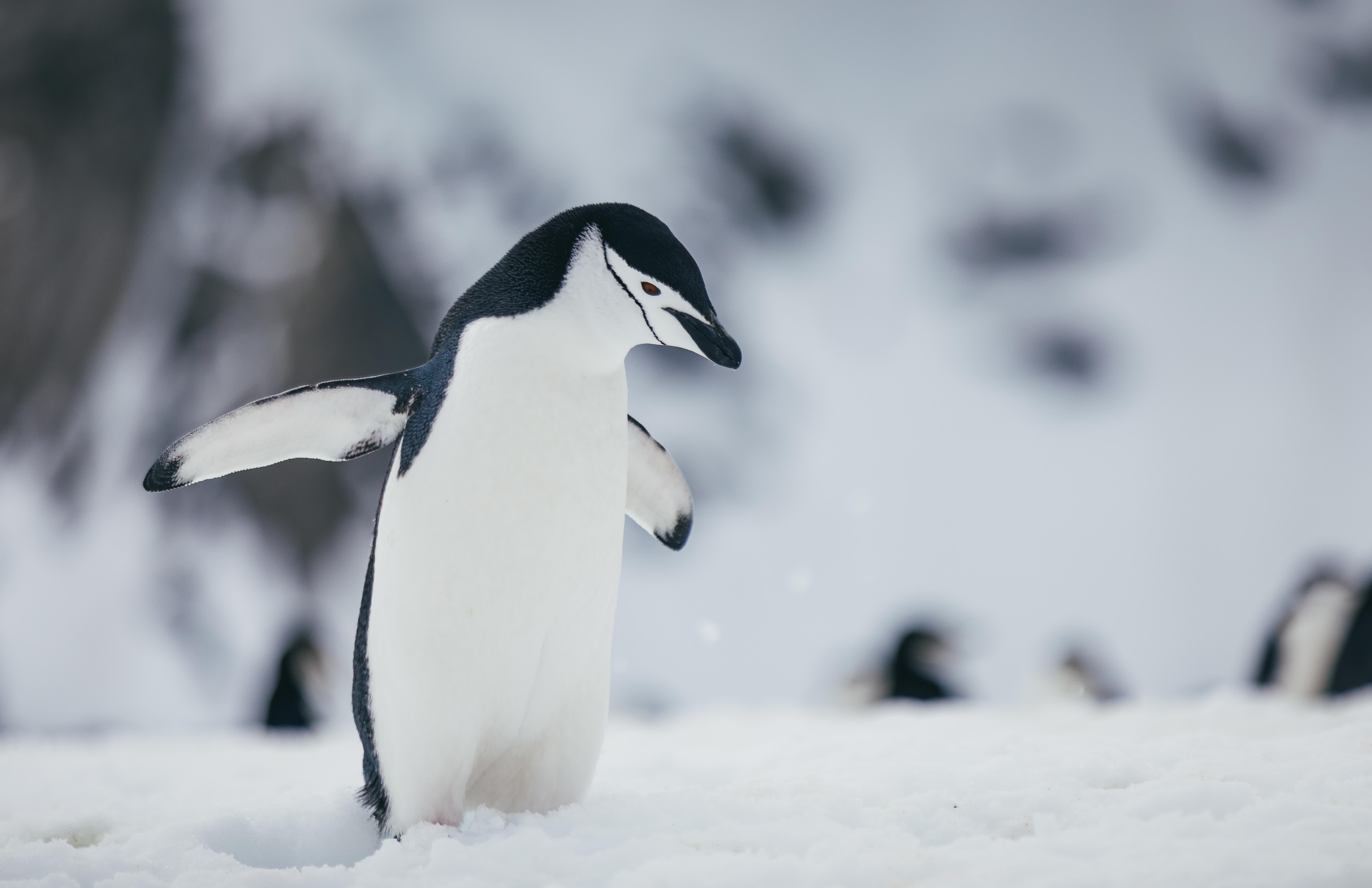 Antarctic Explorer: Discovering the 7th Continent