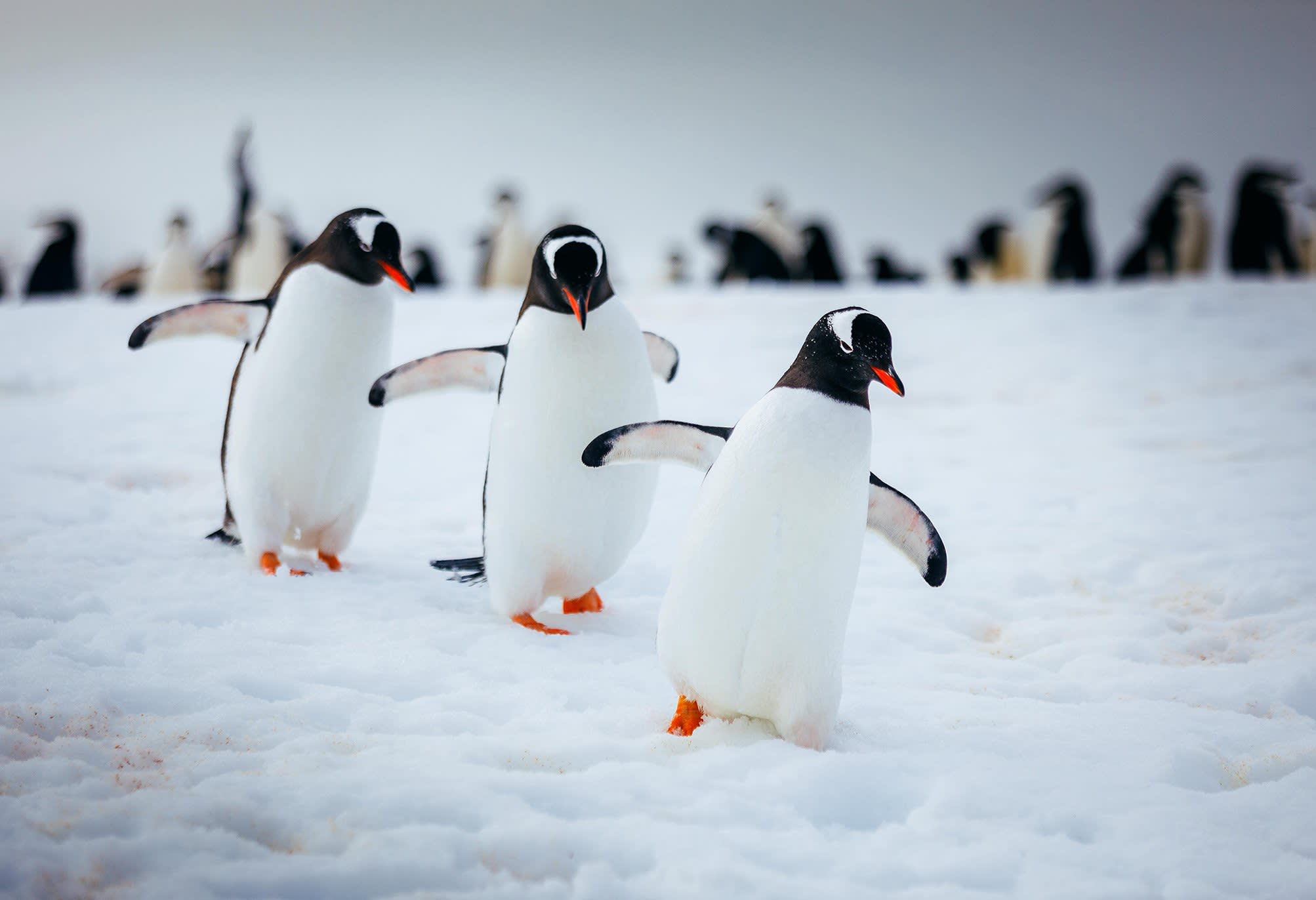Epic Antarctica: The Falklands, South Georgia and Crossing the Circle