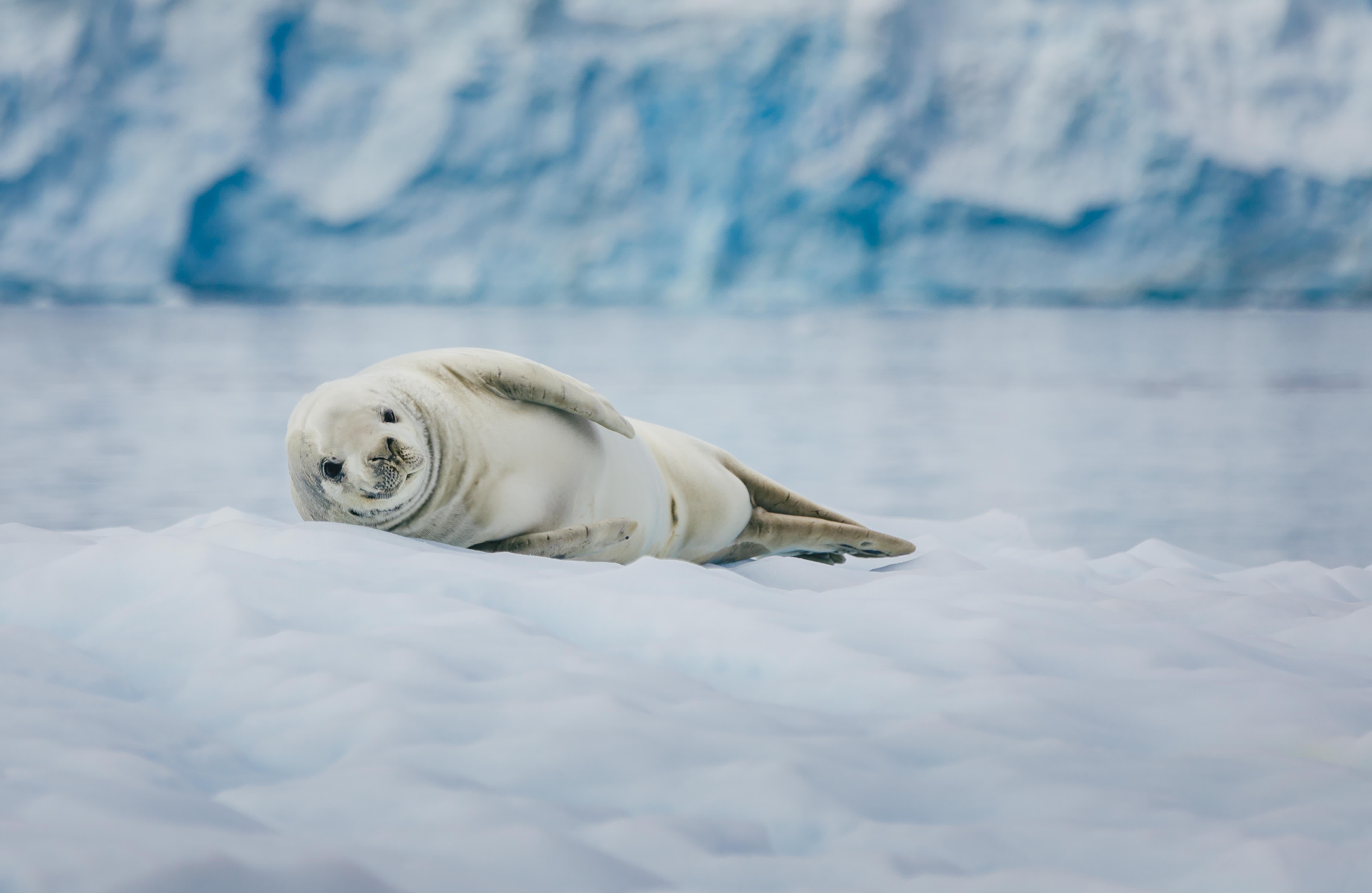 Epic Antarctica: The Falklands, South Georgia and Crossing the Circle