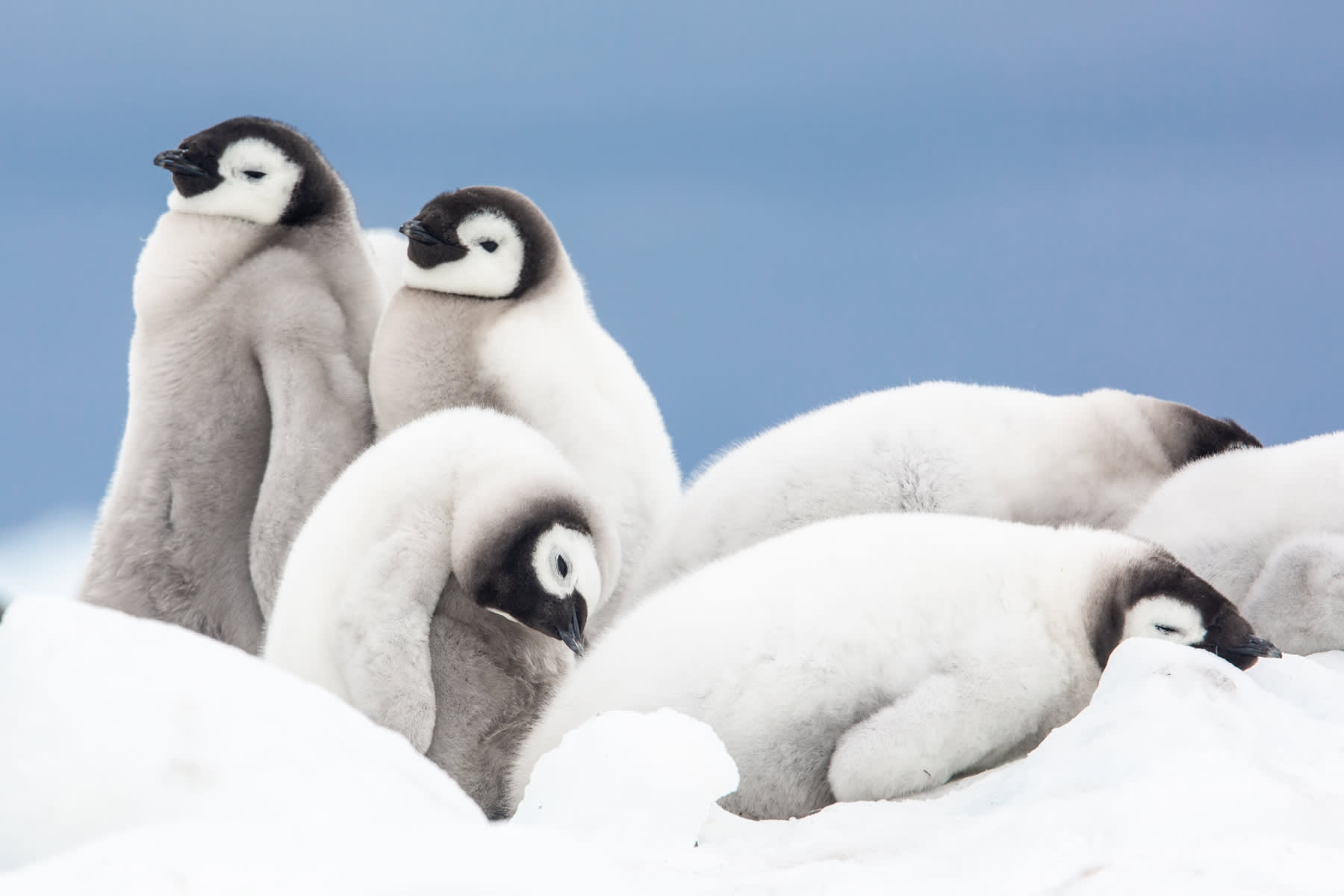 Emperor Penguin Quest: Expedition to Snow Hill