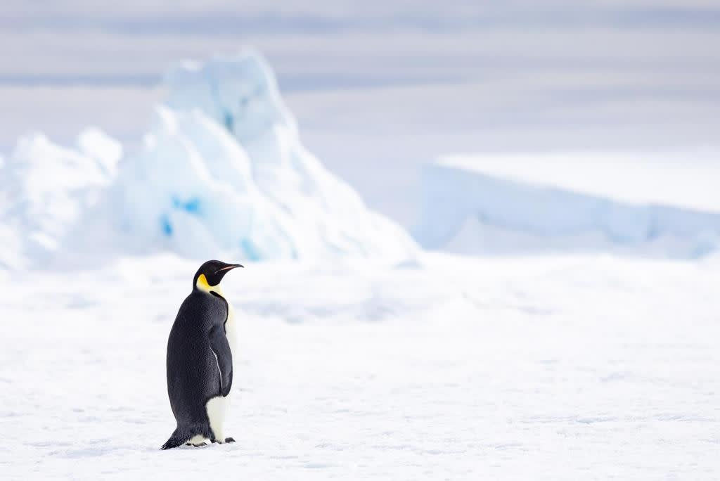 Emperor Penguin Quest: Expedition to Snow Hill