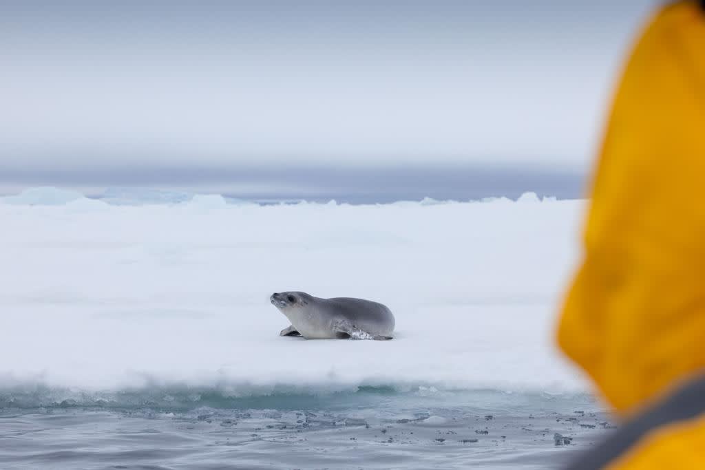 Emperor Penguin Quest: Expedition to Snow Hill