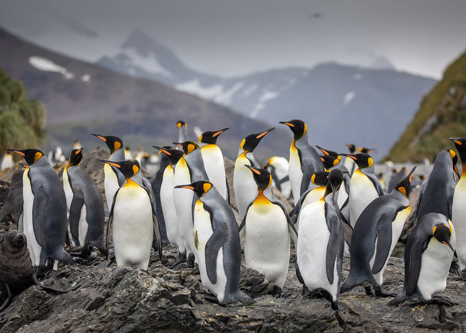 Falkland Islands and South Georgia: 20-Day Wildlife Adventure