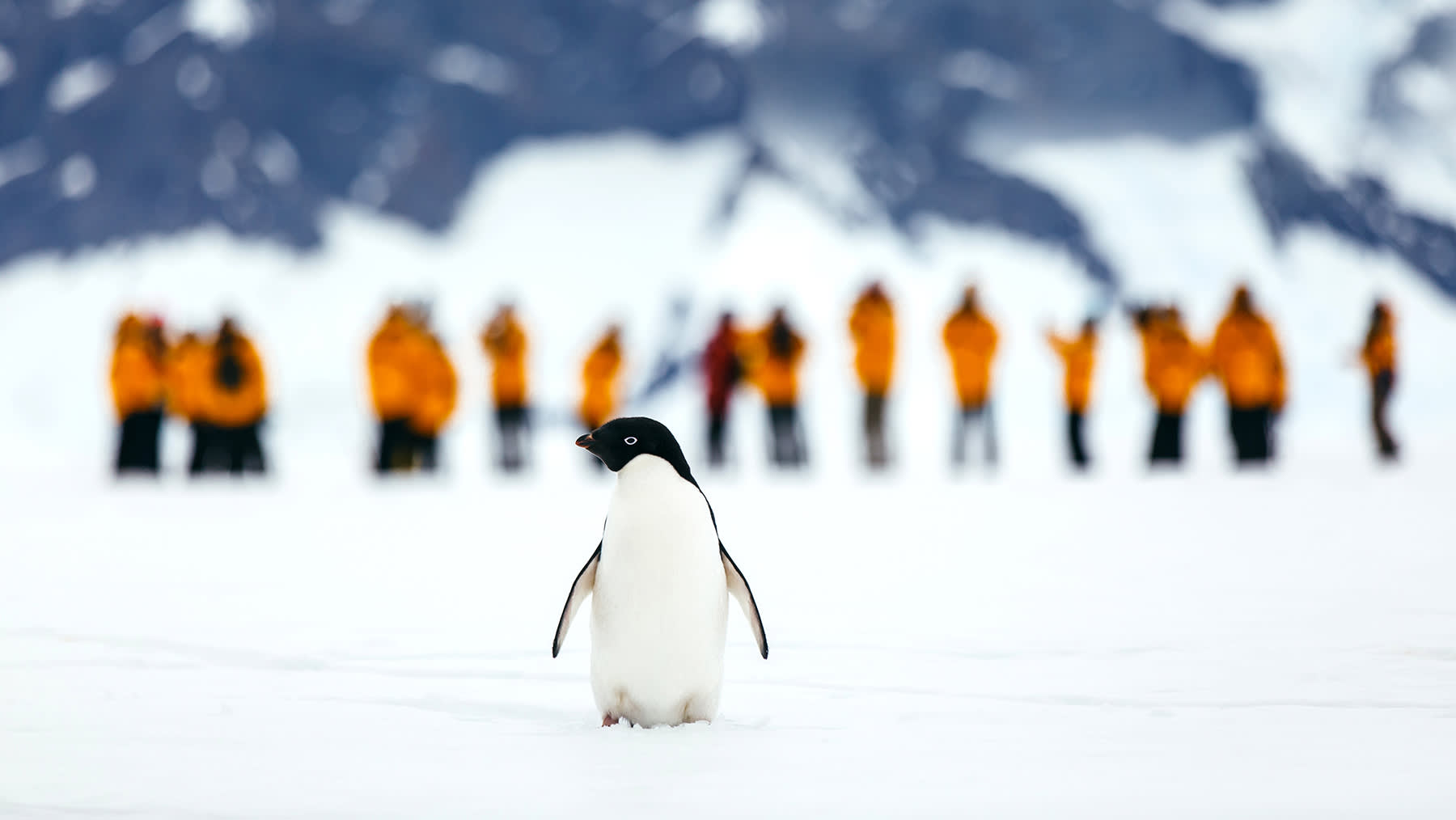 Antarctic Express: Fly the Drake