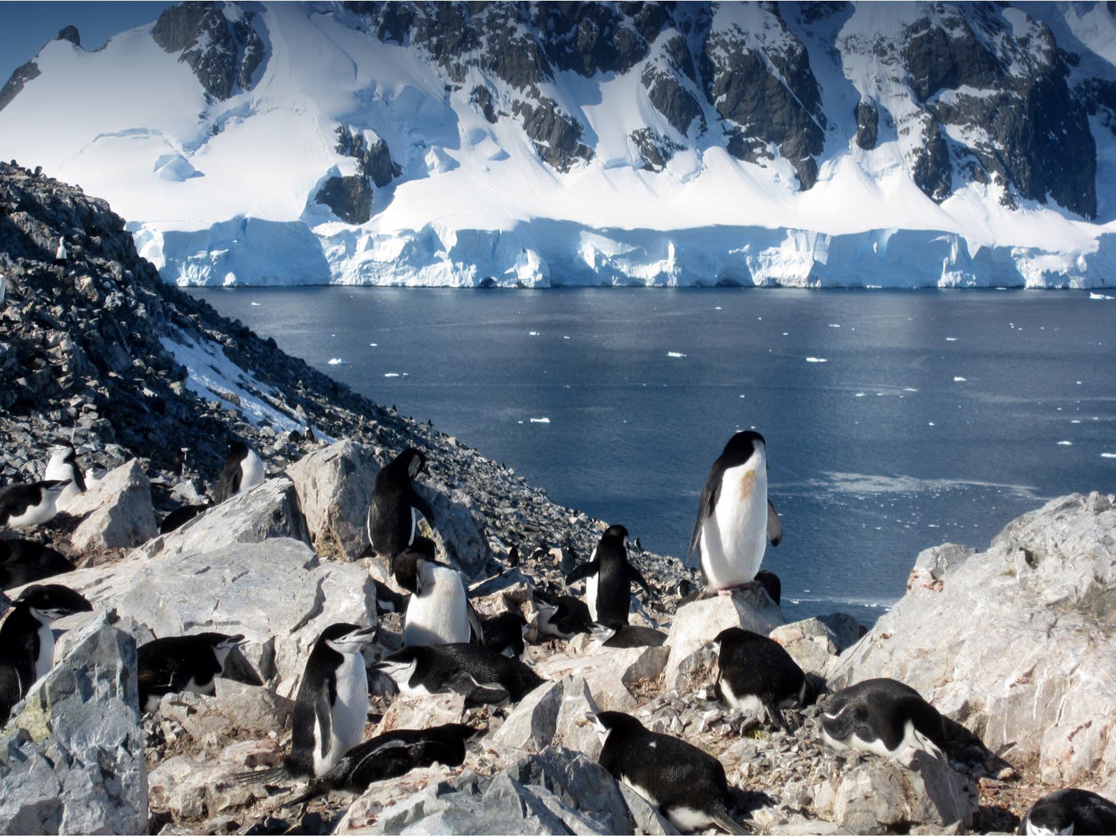 Antarctic Express: Fly South, Sail North