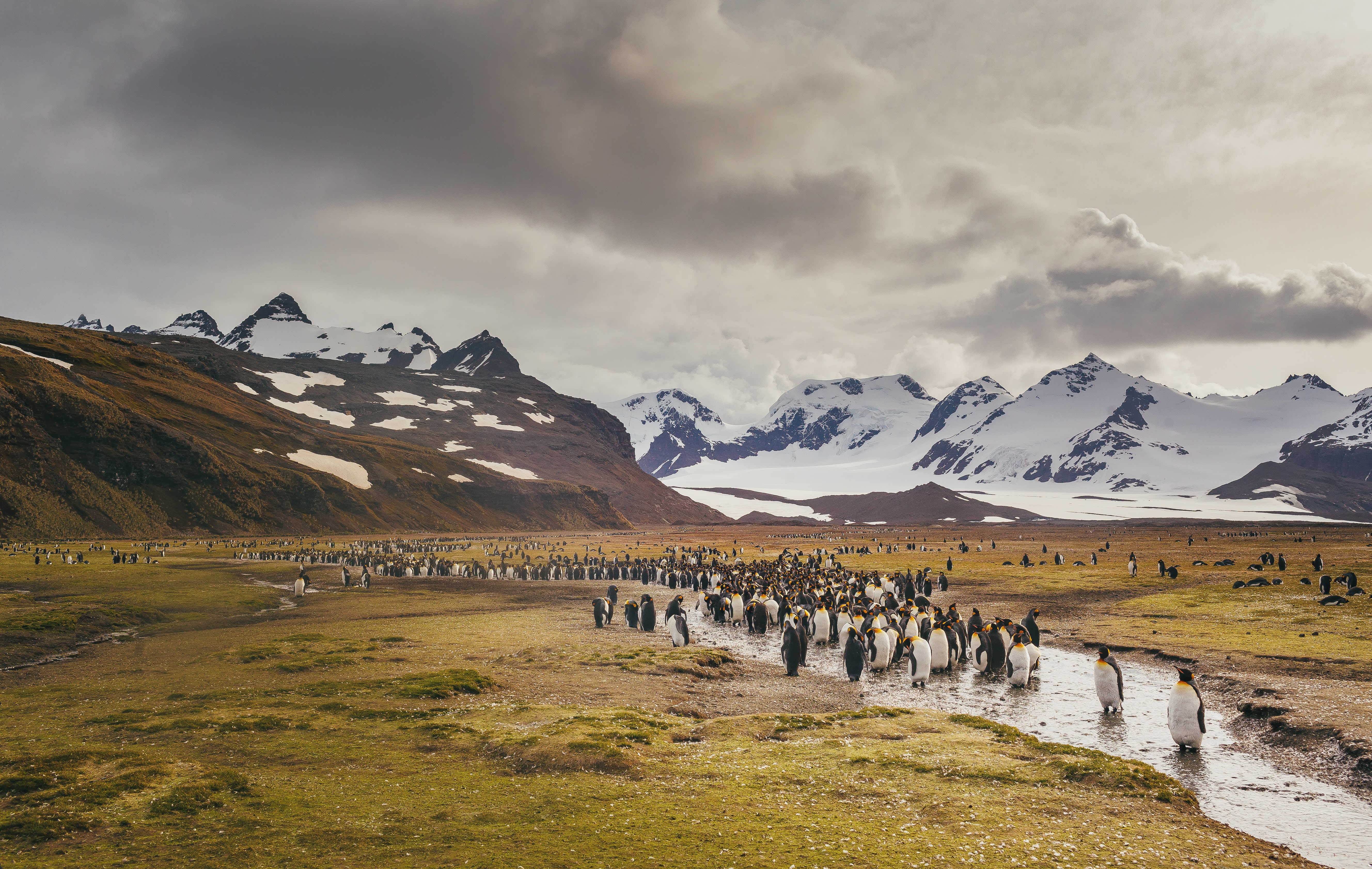 South Georgia and Antarctic Peninsula: Penguin Safari