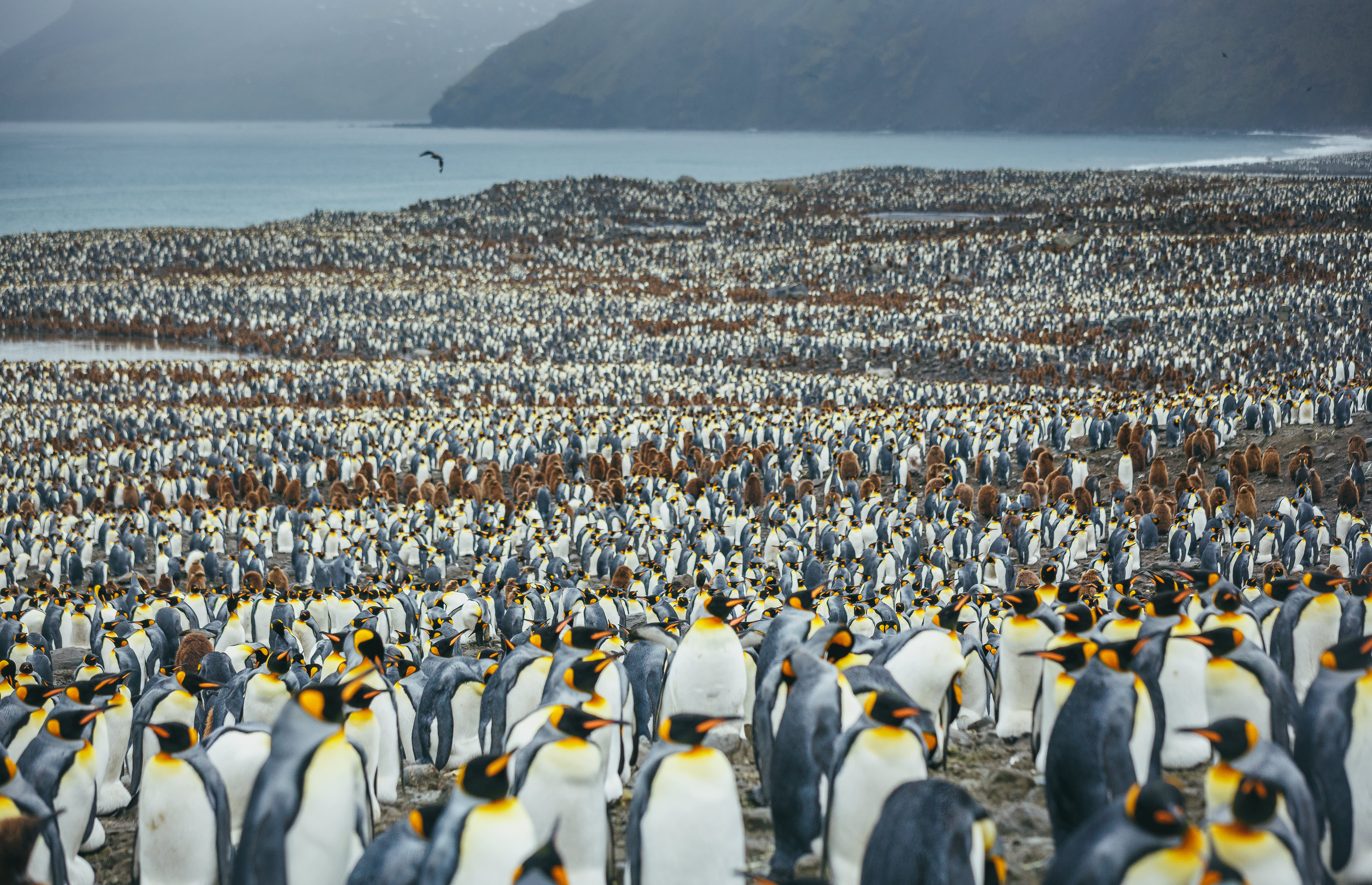 South Georgia and Antarctic Peninsula: Penguin Safari