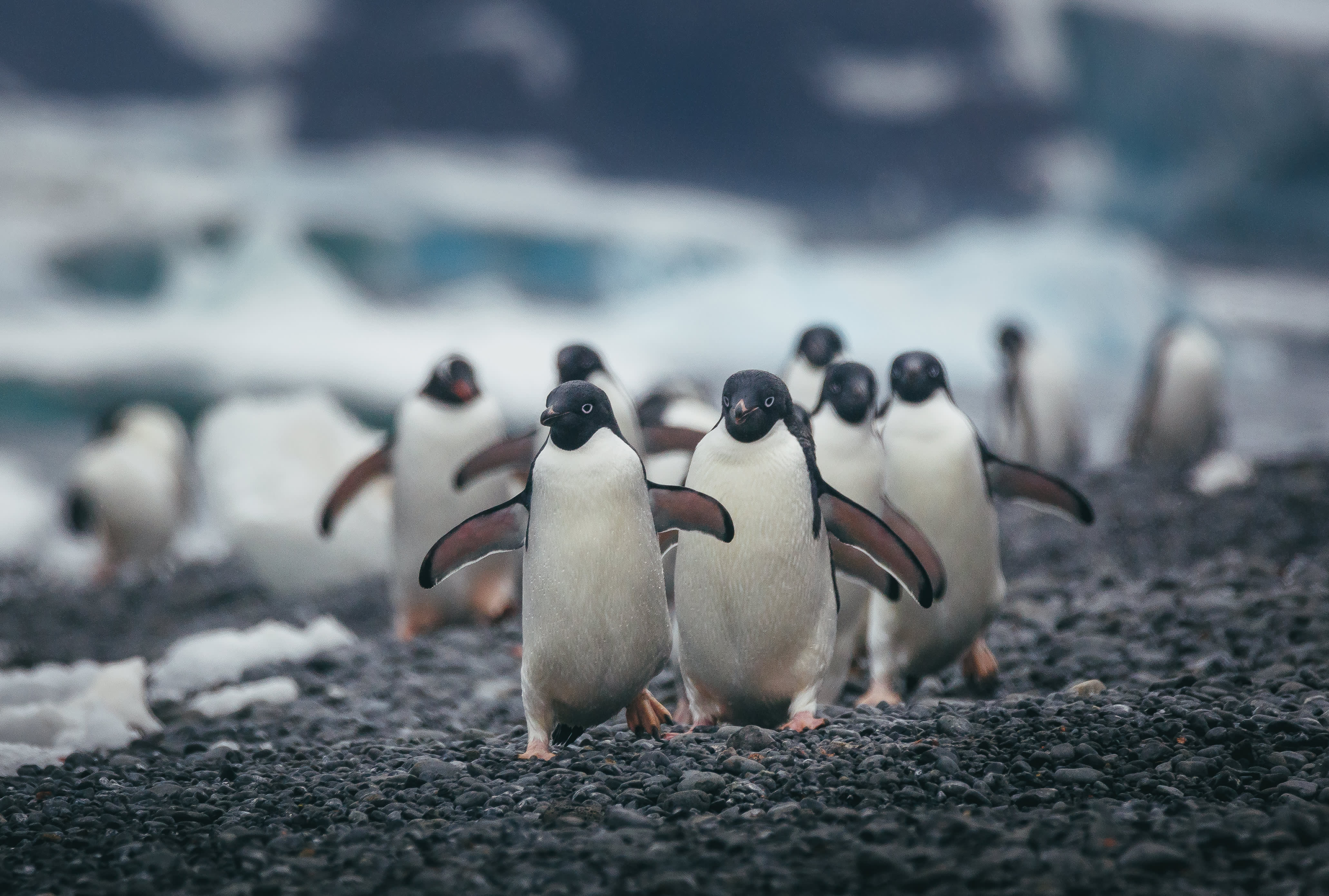 South Georgia and Antarctic Peninsula: Penguin Safari