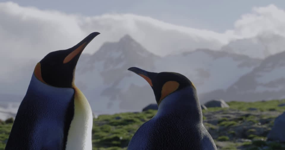 Epic Antarctica: The Falklands, South Georgia and Crossing the Circle