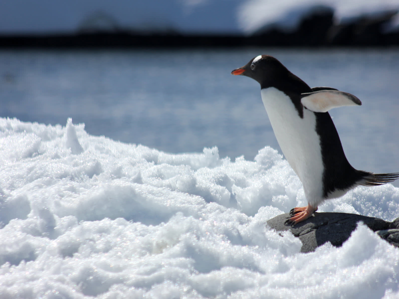 Antarctic Express: Fly South, Sail North