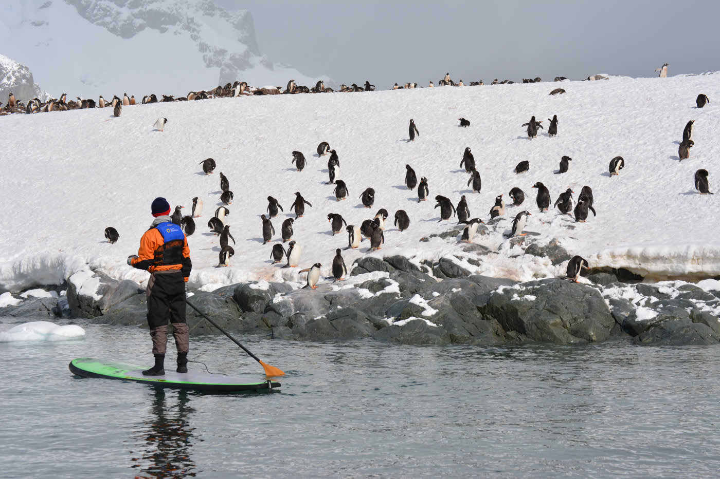 South Georgia and Antarctic Peninsula: Penguin Safari