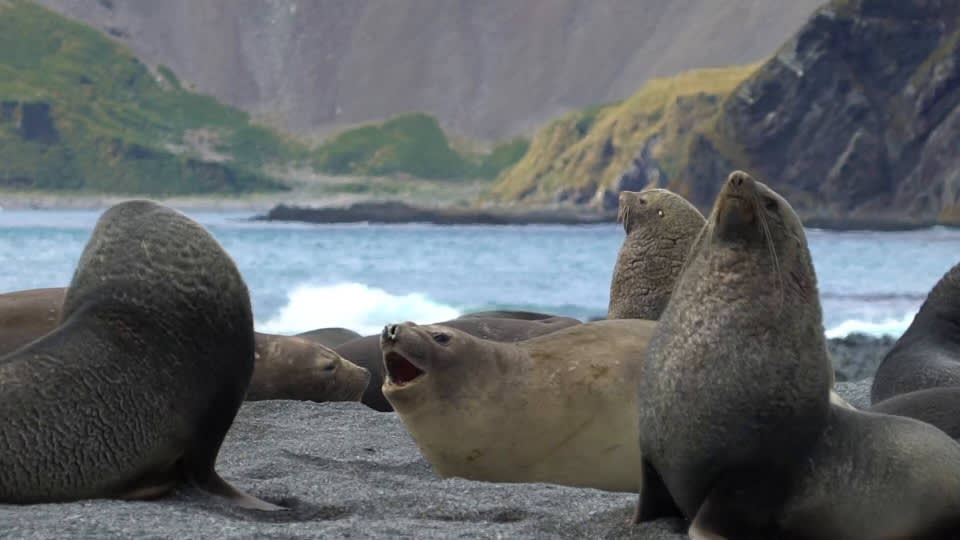 Epic Antarctica: The Falklands, South Georgia and Crossing the Circle