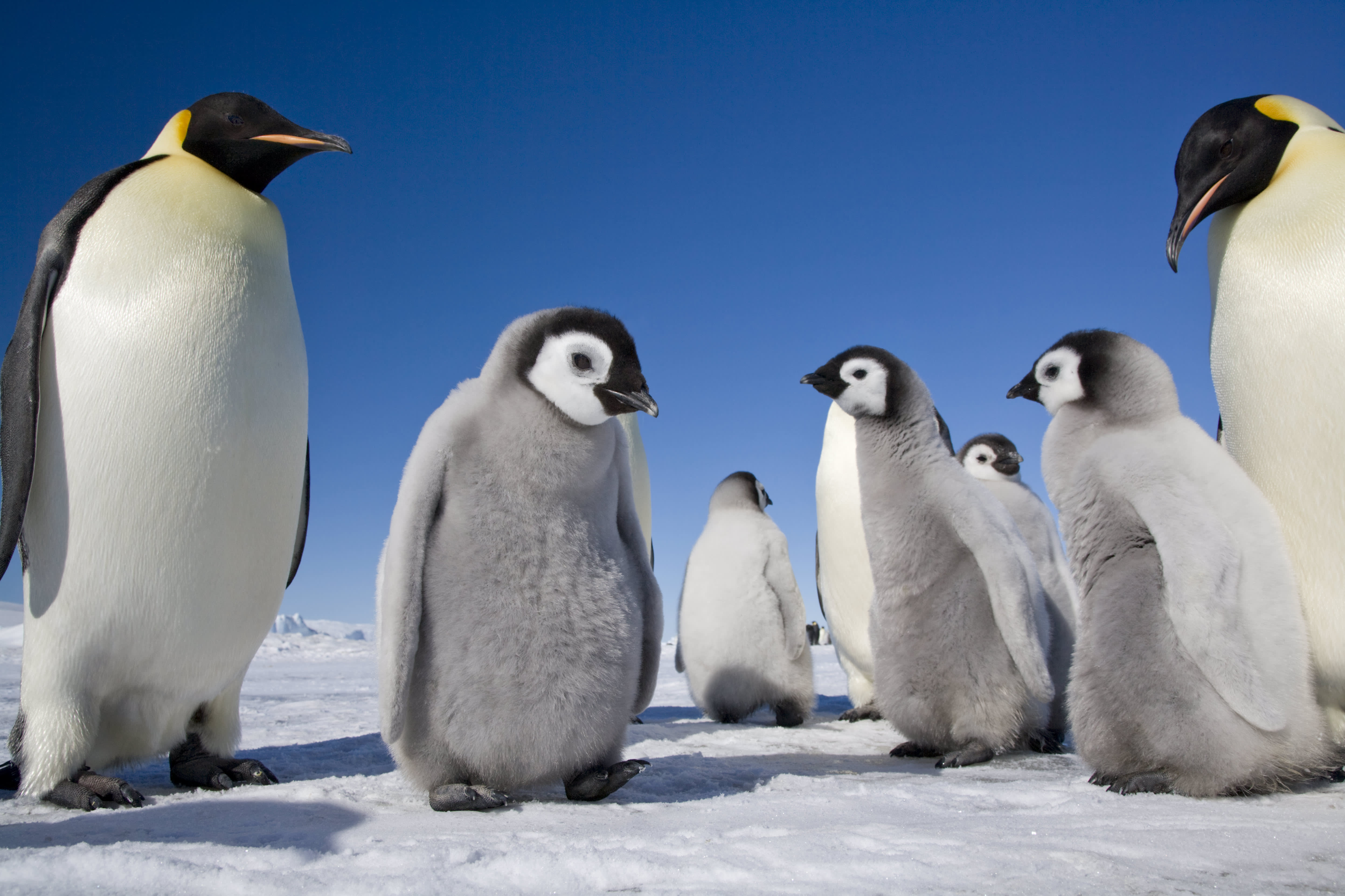 Snow Hill to the Peninsula: Shackleton's Emperors