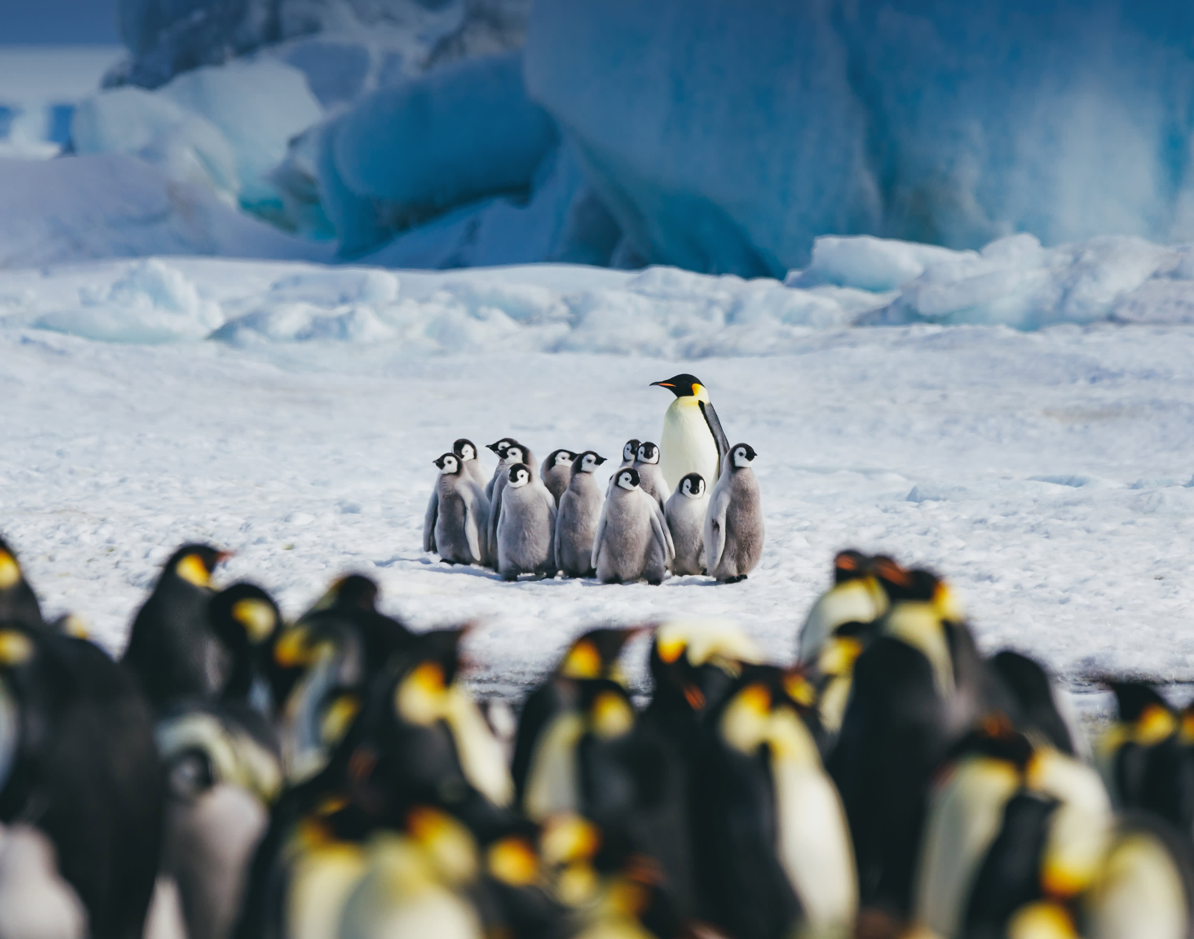 Emperor Penguins Snow Hill (29)_Credit-David-Merron