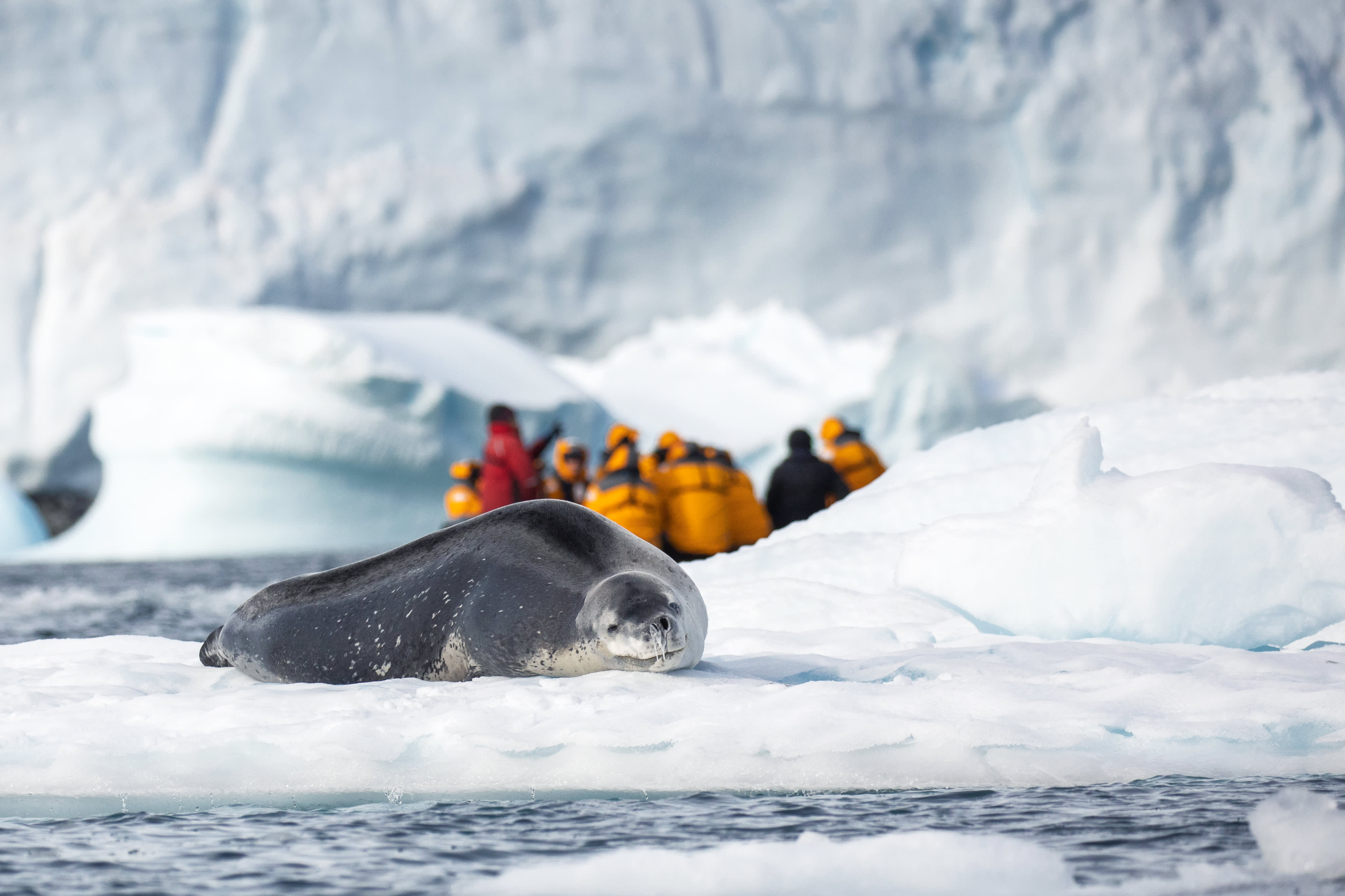 Snow Hill to the Peninsula: Shackleton's Emperors
