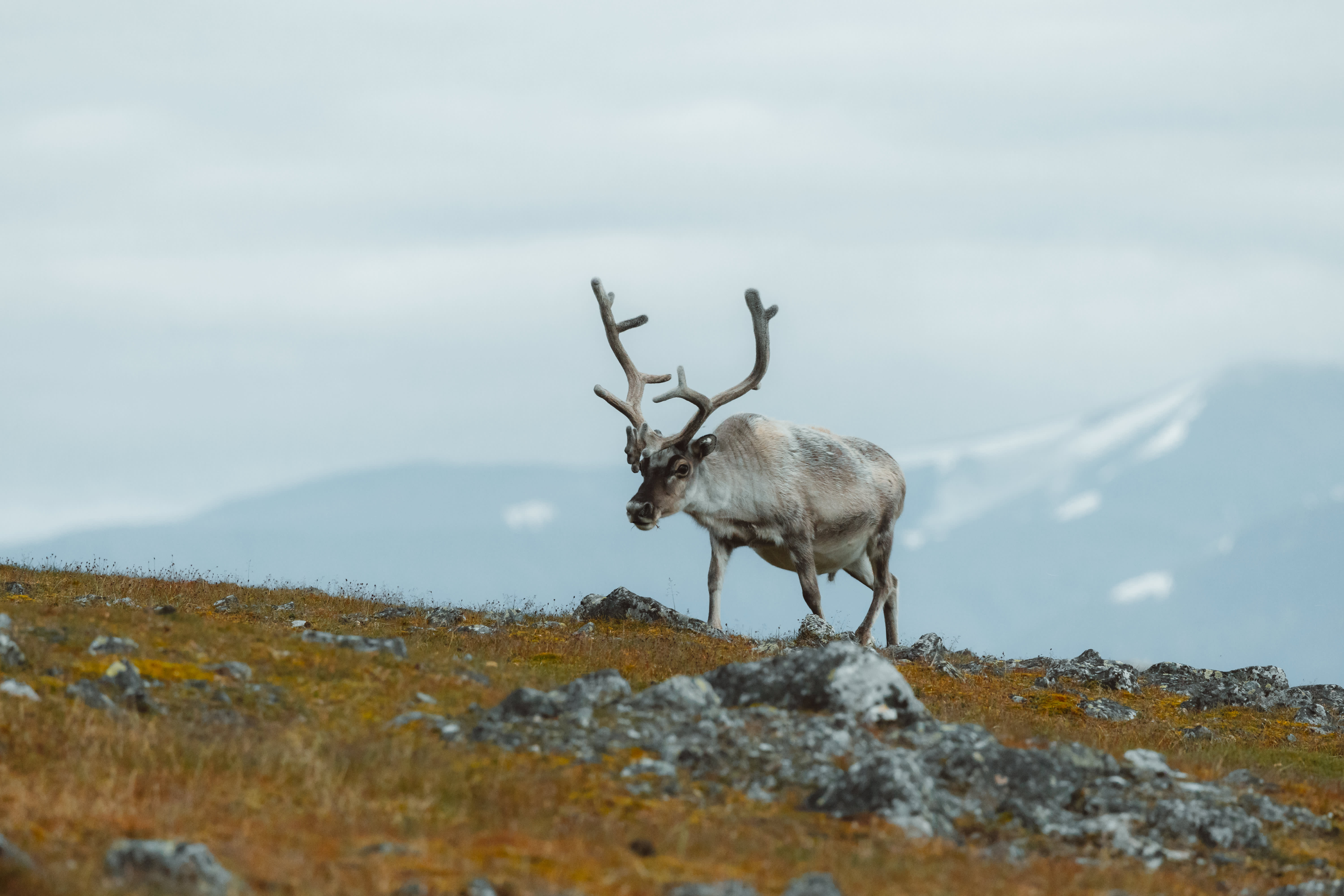Spitsbergen Highlights: Wildlife Capital of the Arctic