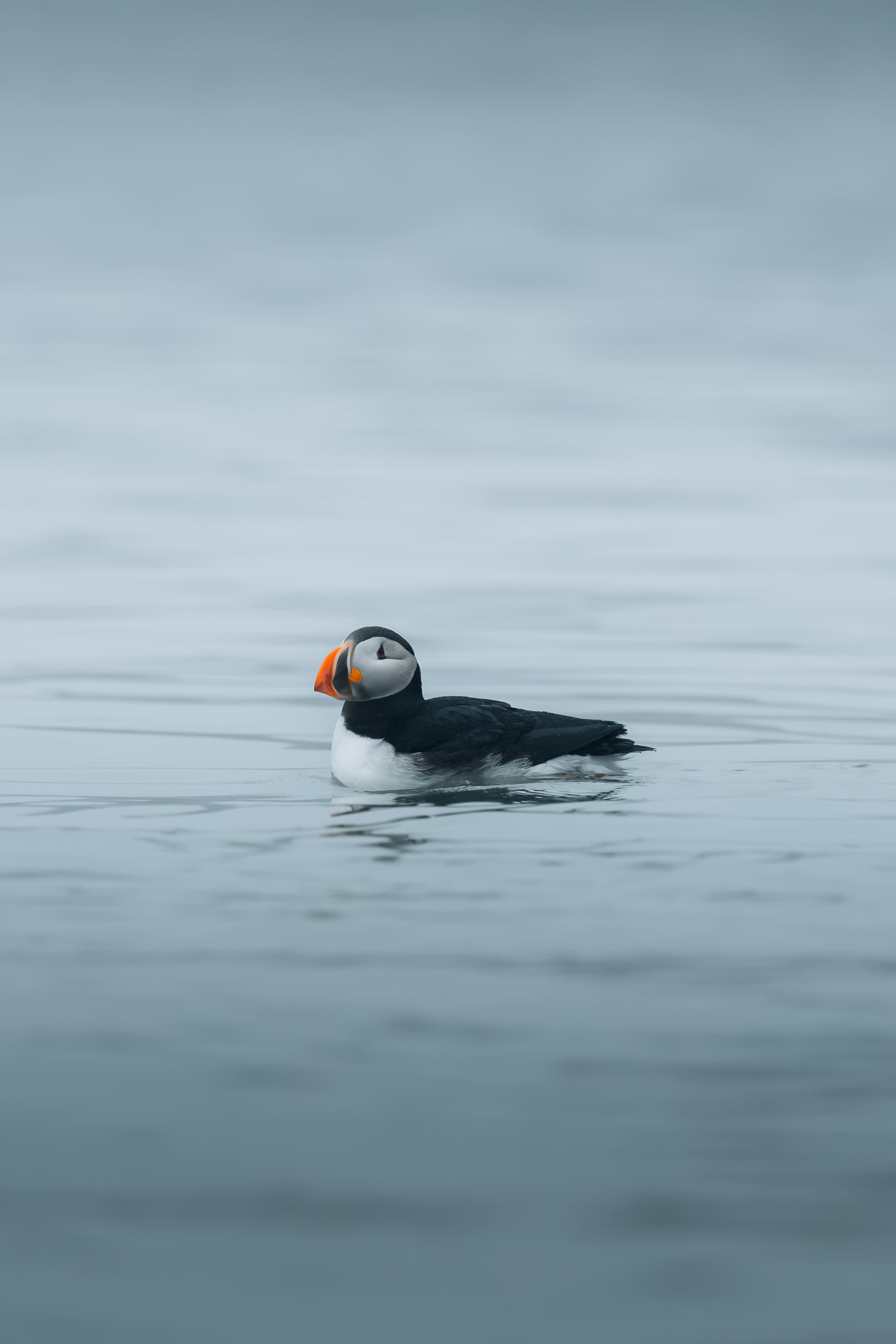 Spitsbergen Highlights: Wildlife Capital of the Arctic