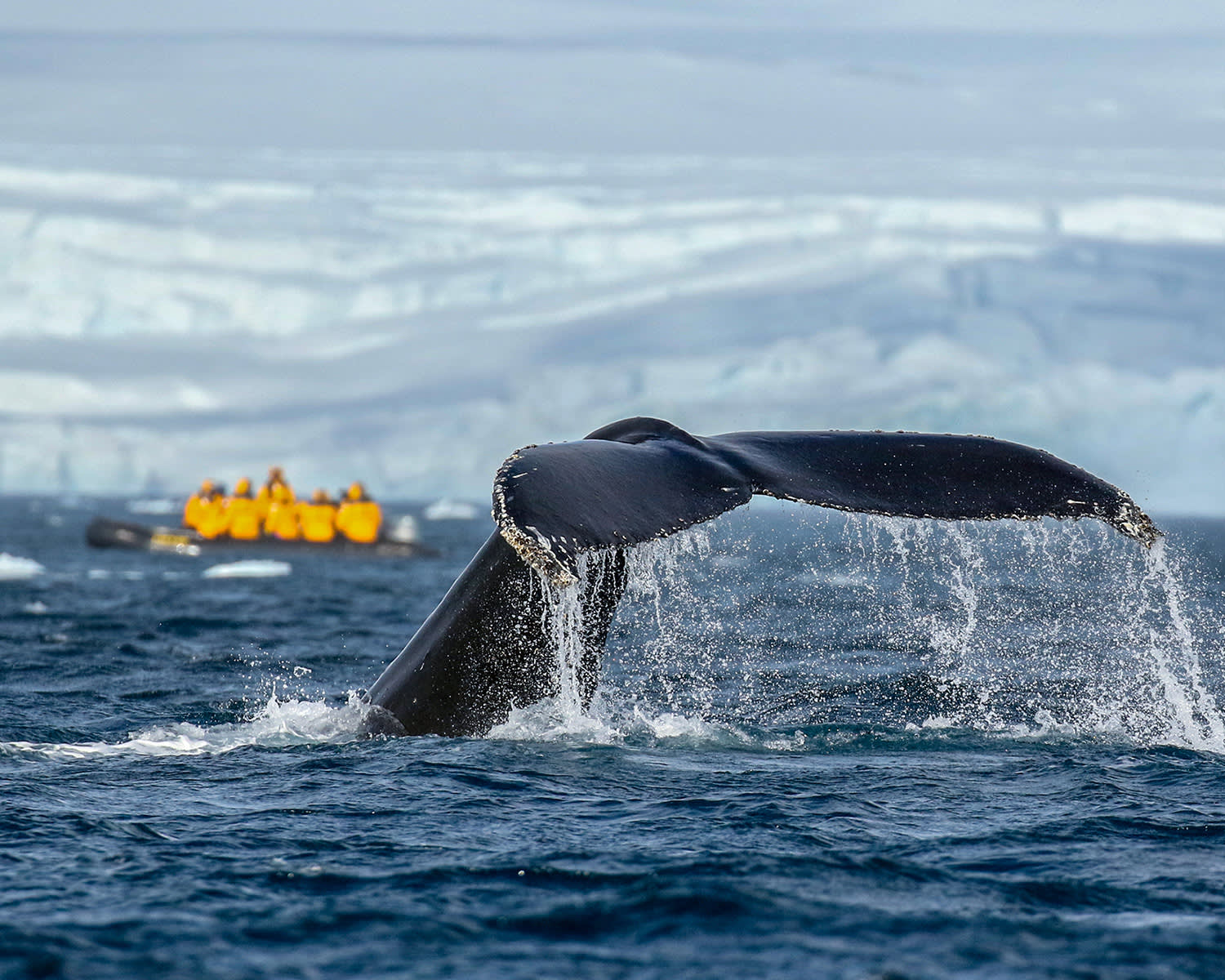 00_HERO_Antarctic-Marine-Mammals_Zodiac_Cruising_michellesole21 (1)