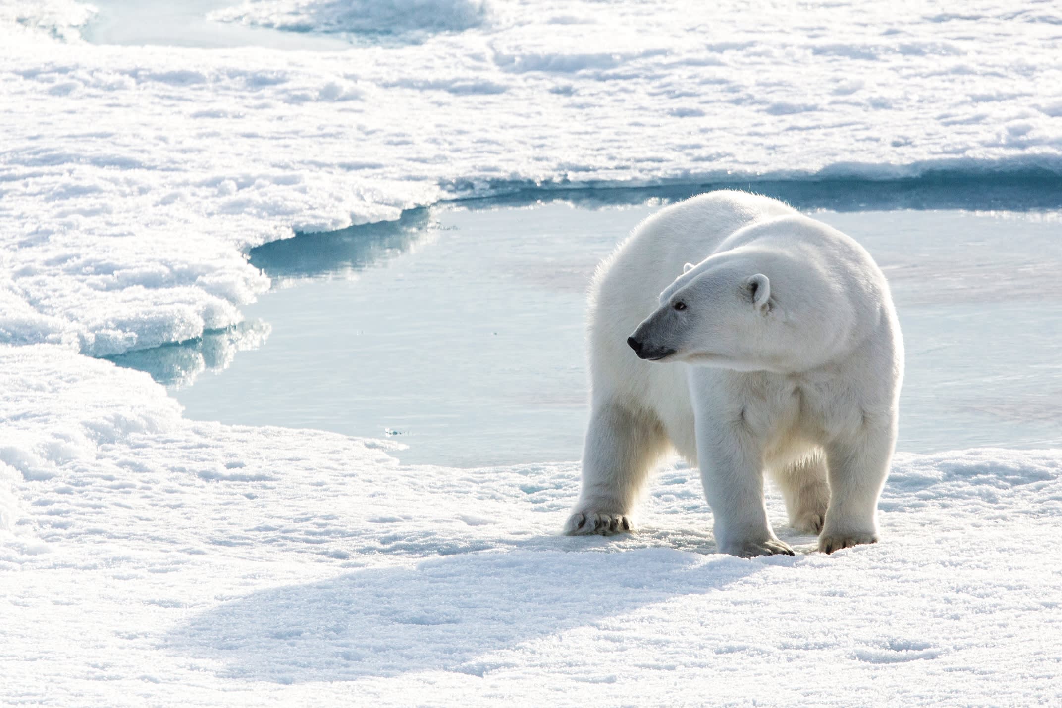 Small-Polar-Bear-Canada-Sam Crimmin-20160808-U2A9273