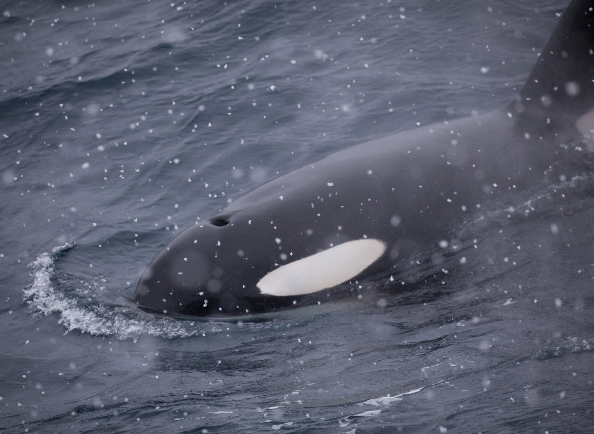 Antarctic Marine Mammals: The World of Whales and Seals