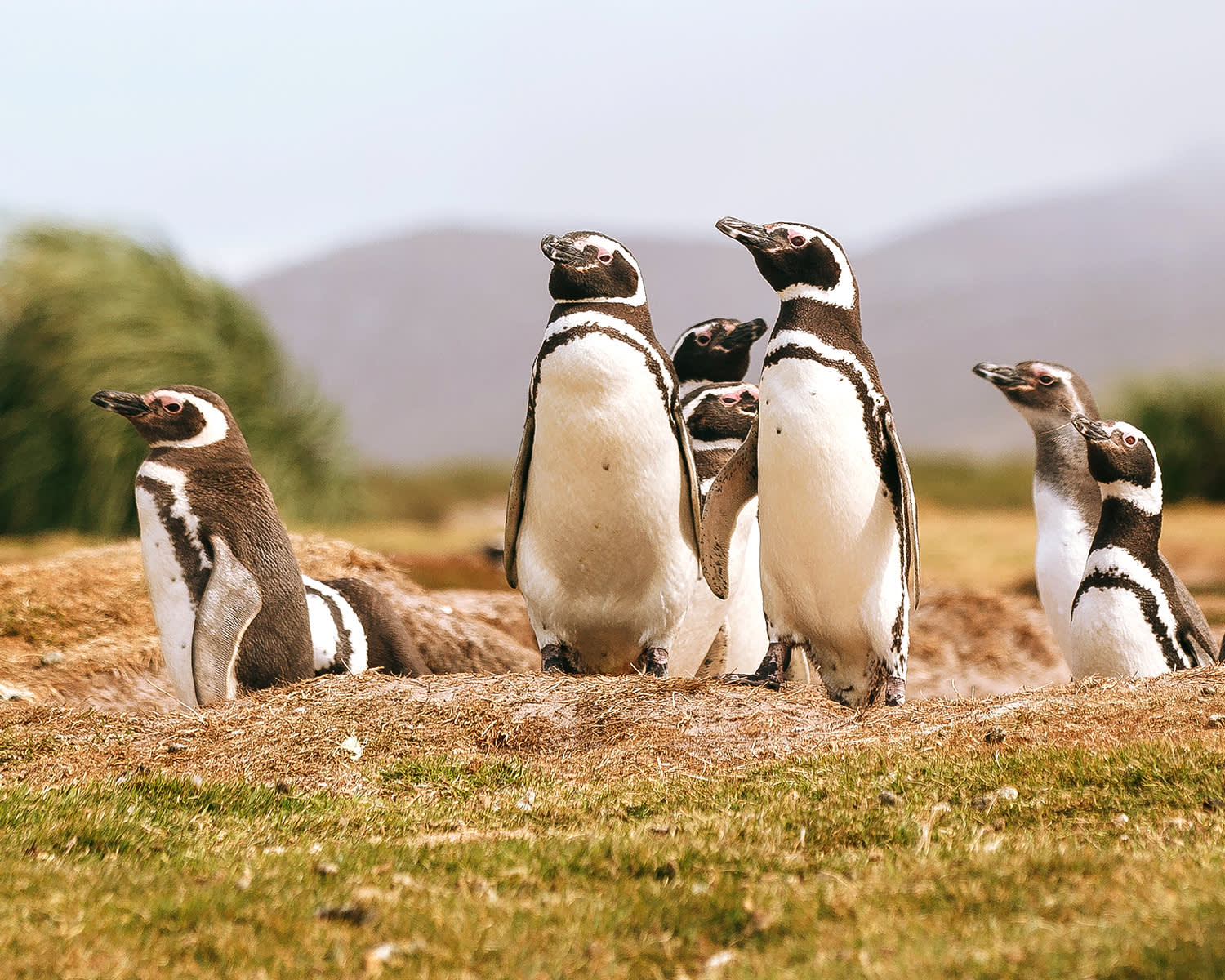 Penguins in south georgia