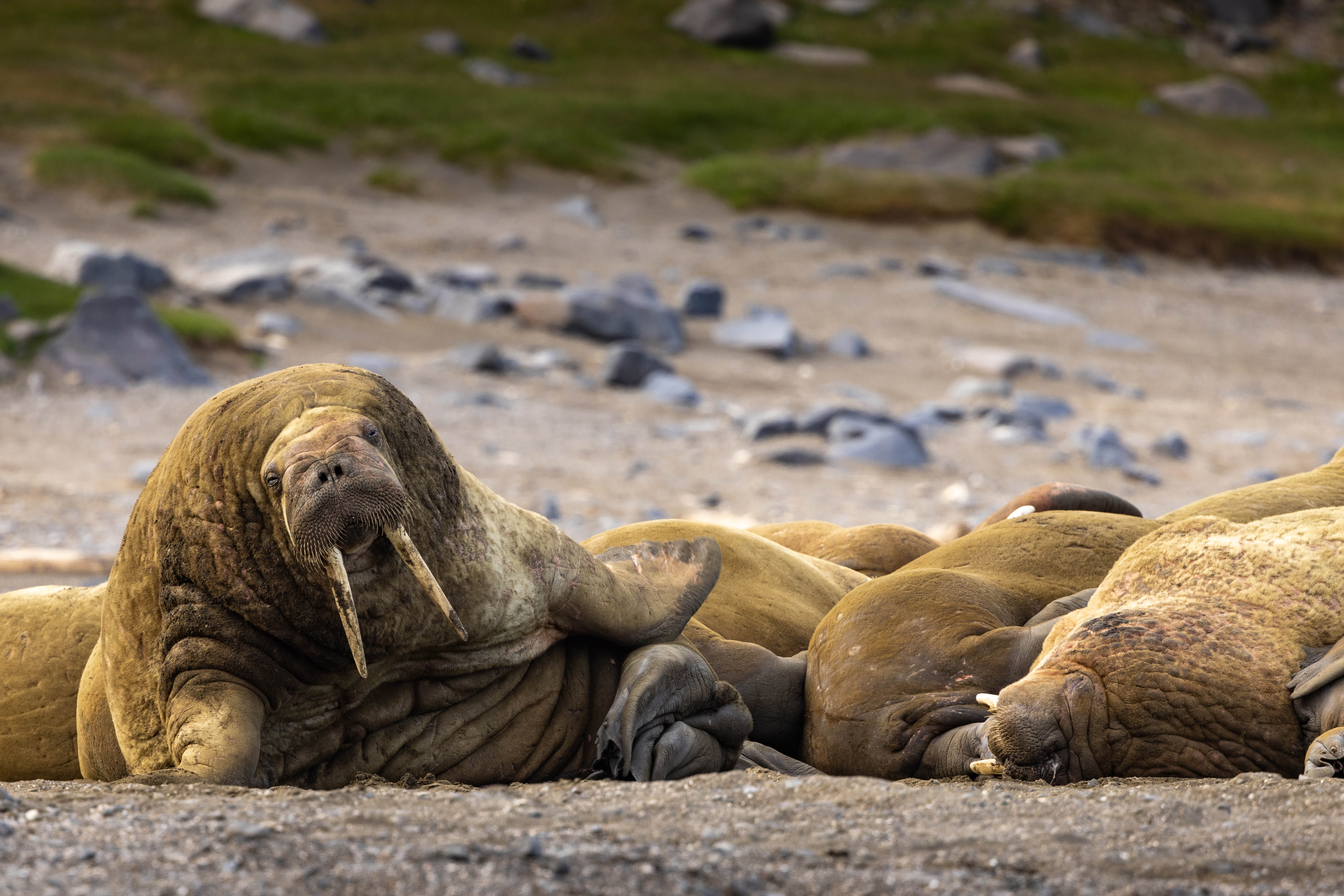 Svalbard in Summer: Tundra, Whales and the Midnight Sun