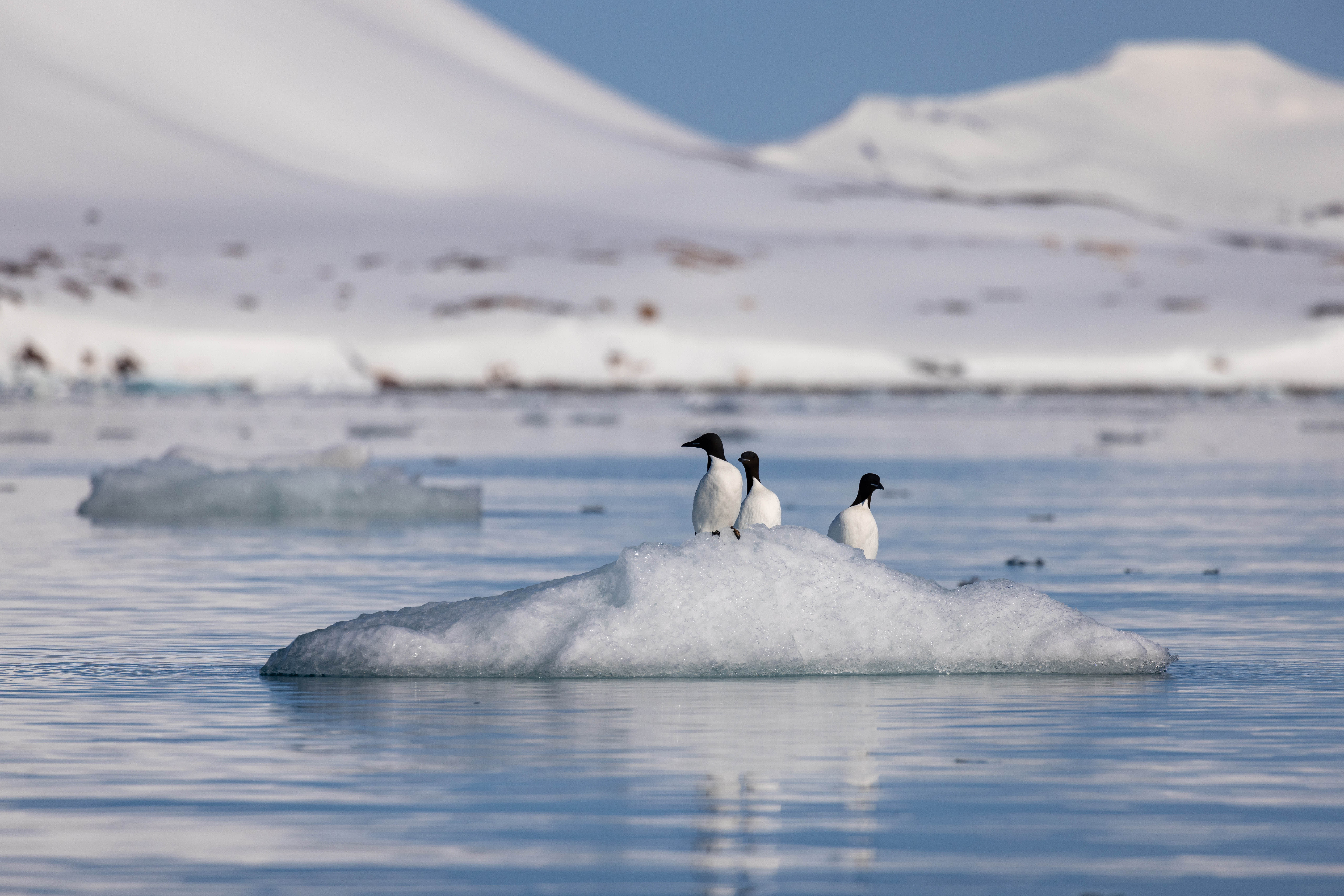 Svalbard in Spring: Sea Ice, Pristine Snow and Wildlife