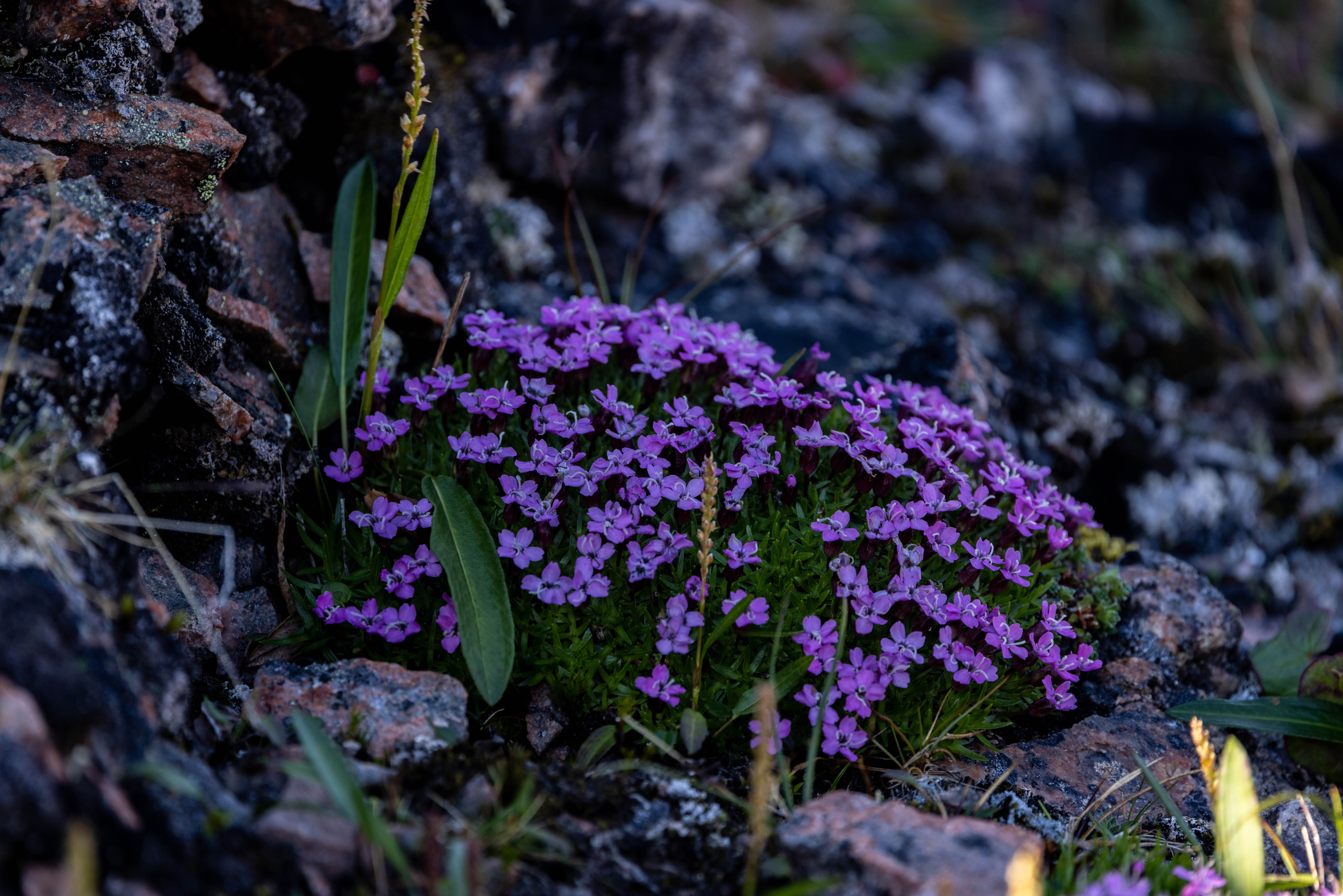 Svalbard in Summer: Tundra, Whales and the Midnight Sun