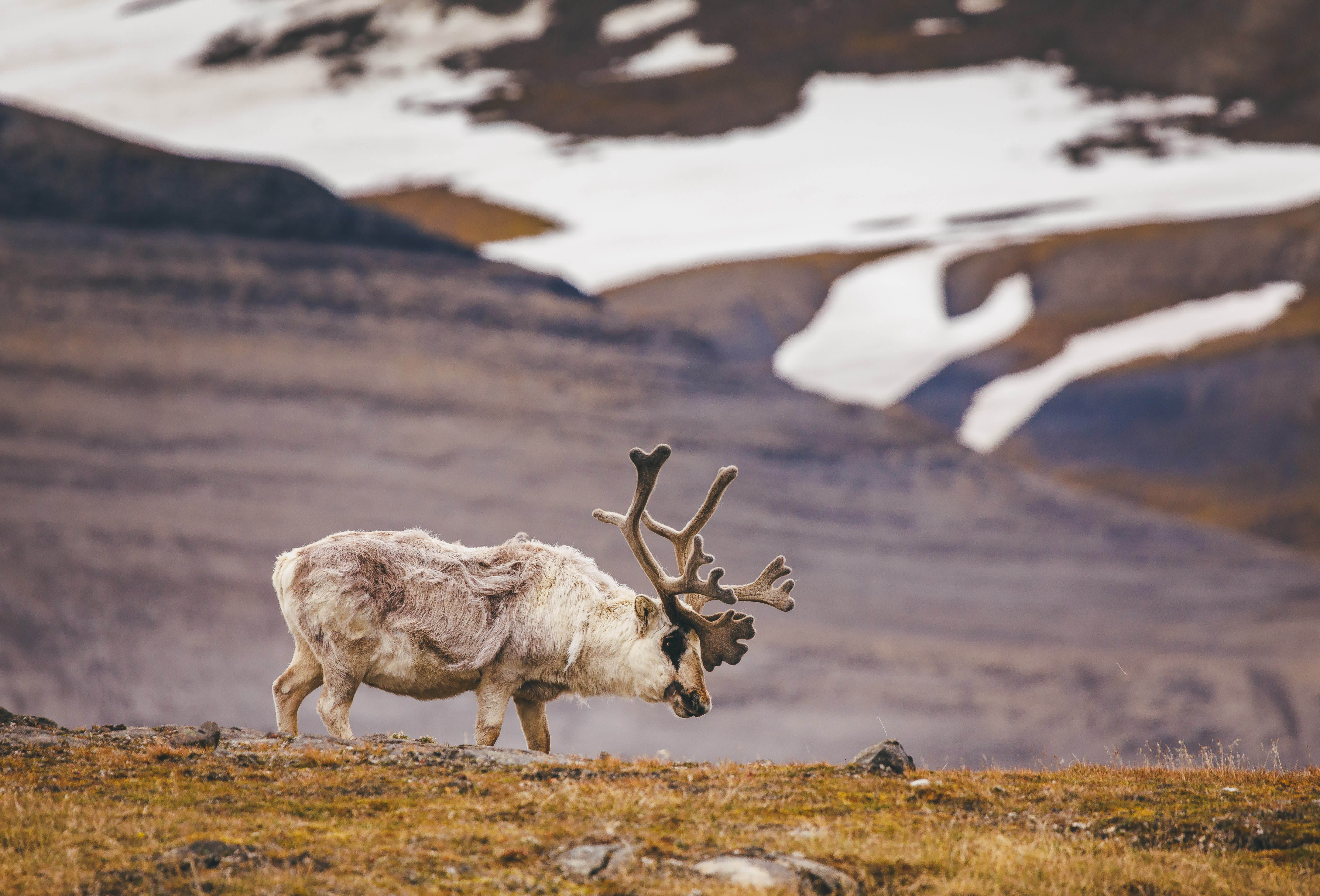 Svalbard in Summer: Tundra, Whales and the Midnight Sun