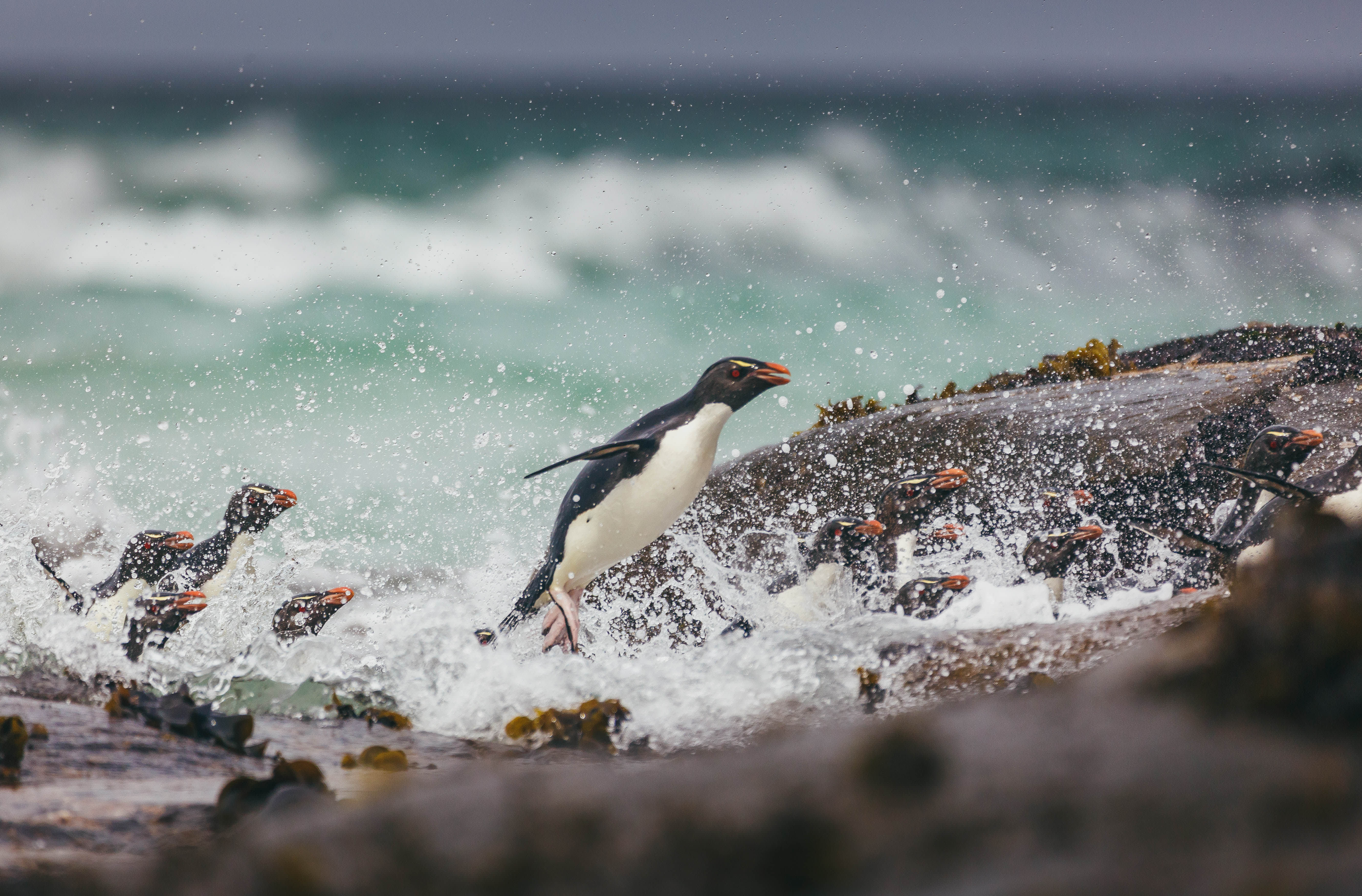 Falkland Islands and South Georgia: 20-Day Wildlife Adventure