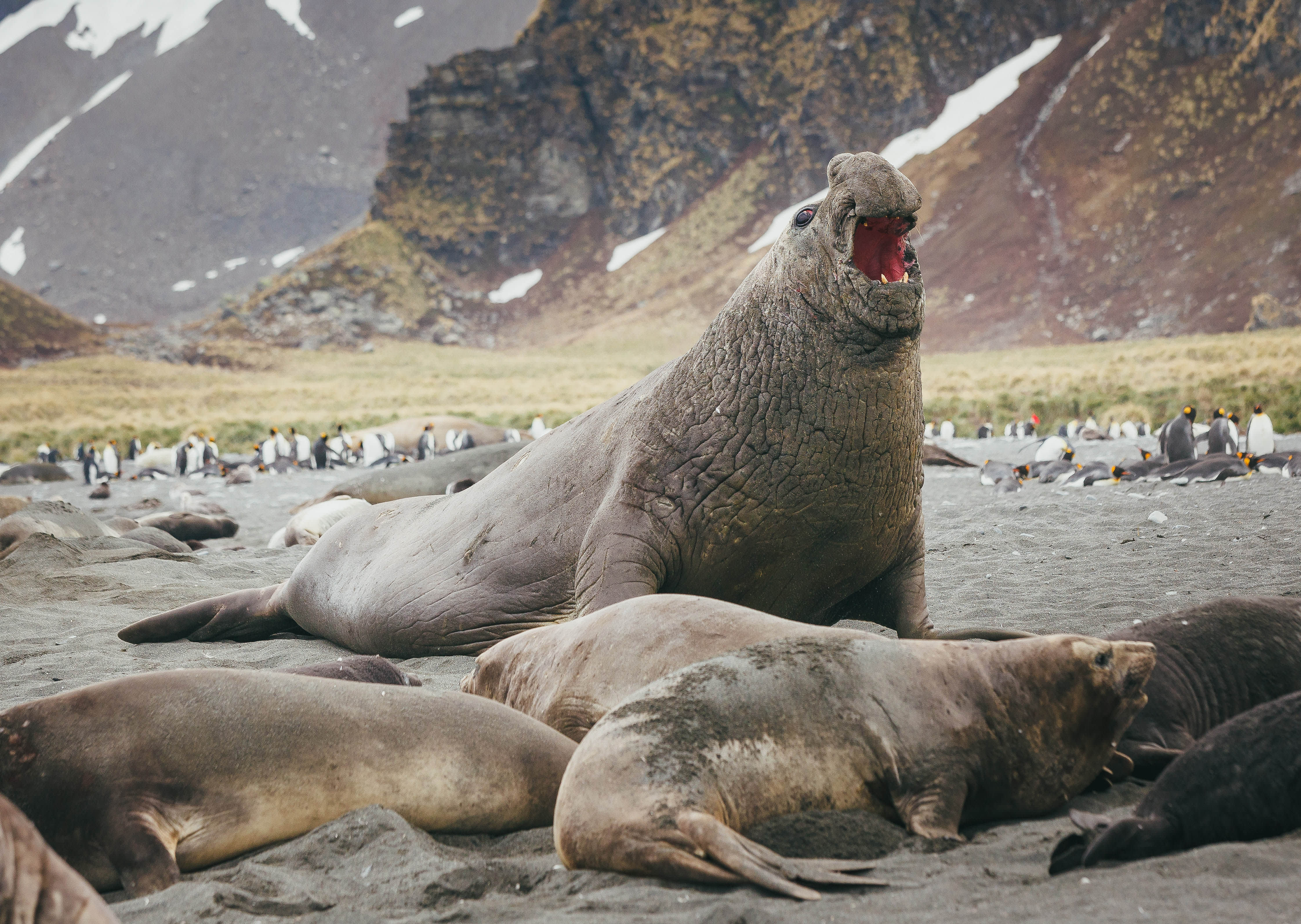 Falkland Islands and South Georgia: 20-Day Wildlife Adventure
